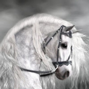 katharinanelson_1 avatar