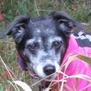 joannesopercook avatar