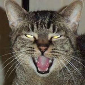 greg_cavalcante avatar