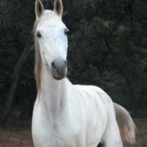 wobblechin2001 avatar