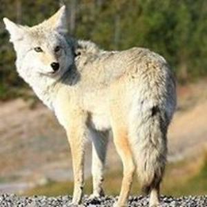 kurokitsune11 avatar