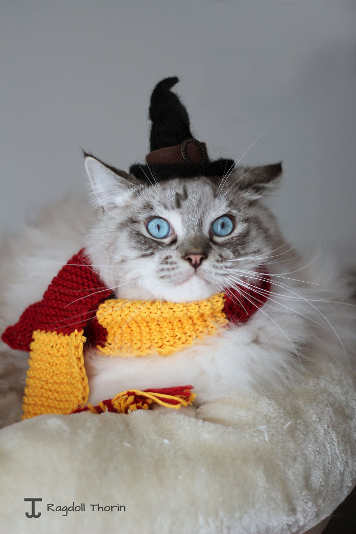 Meet Thorin, My Cat With The Incredibly Long Tongue Meet Thorin, My Cat With The Incredibly Long Tongue