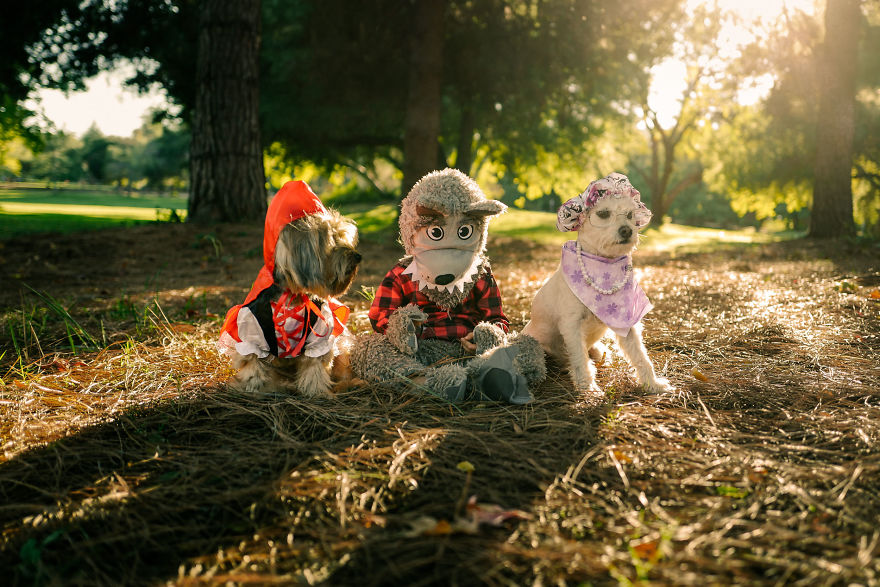 How A Photoshoot With A Toddler And Two Dogs Looks Like...