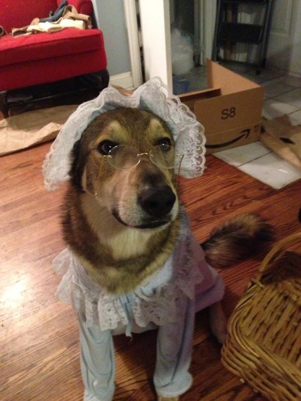 Grandma Dog