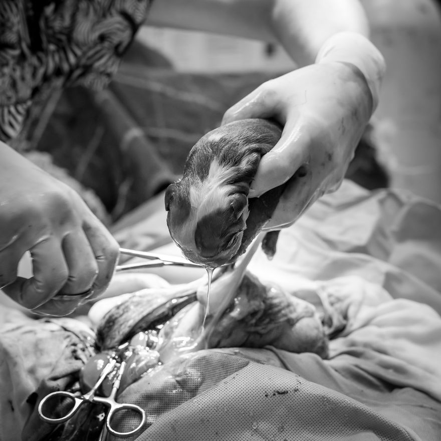 I Documented Bulldog C-Section