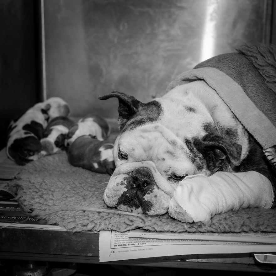 I Documented Bulldog C-Section