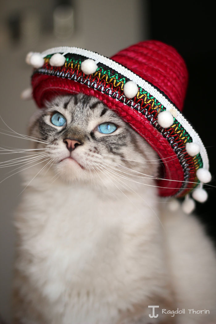 Meet Thorin, My Cat With The Incredibly Long Tongue Meet Thorin, My Cat With The Incredibly Long Tongue