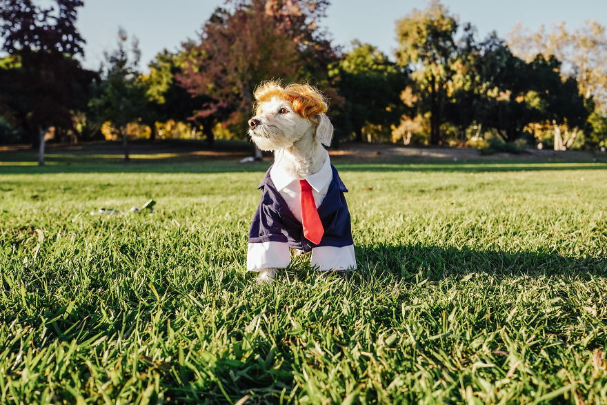 How A Photoshoot With A Toddler And Two Dogs Looks Like...