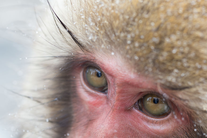 I Photograph The Human Side Of Snow Monkeys