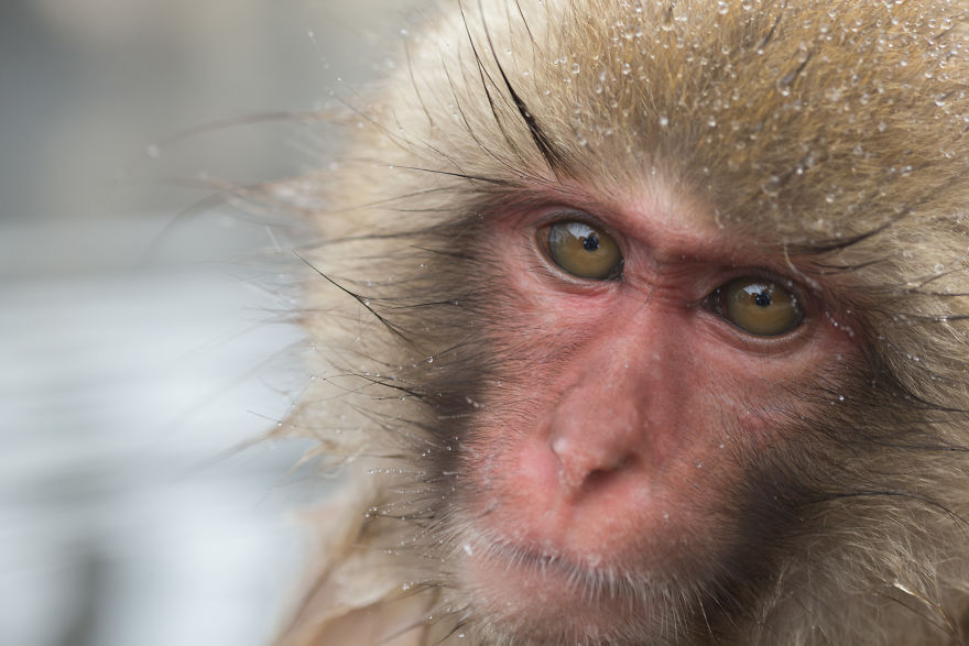 I Photograph The Human Side Of Snow Monkeys