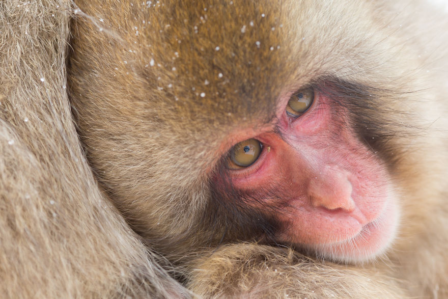 I Photograph The Human Side Of Snow Monkeys