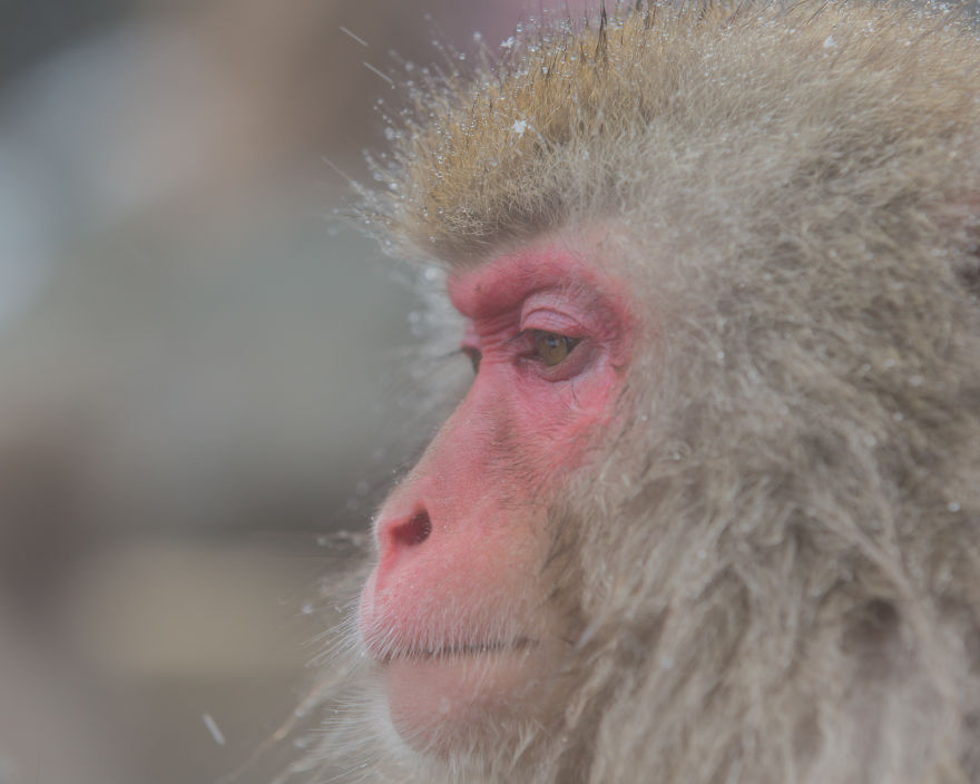 I Photograph The Human Side Of Snow Monkeys