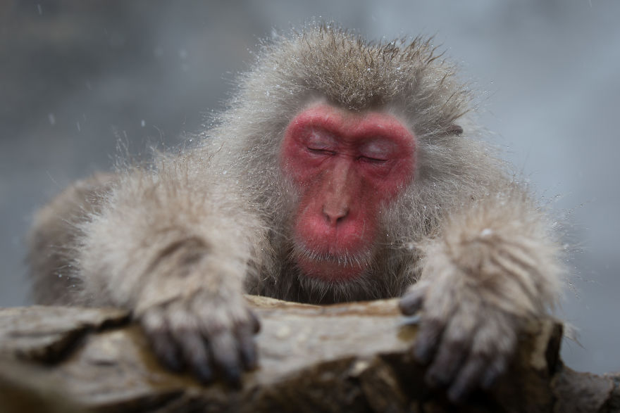I Photograph The Human Side Of Snow Monkeys
