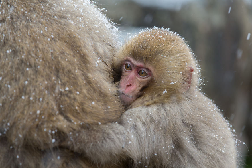I Photograph The Human Side Of Snow Monkeys