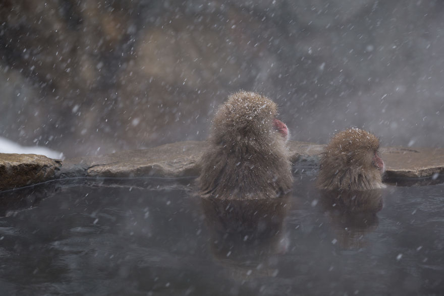 I Photograph The Human Side Of Snow Monkeys