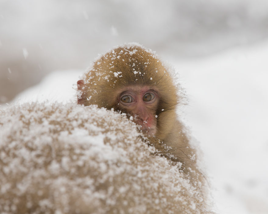 I Photograph The Human Side Of Snow Monkeys