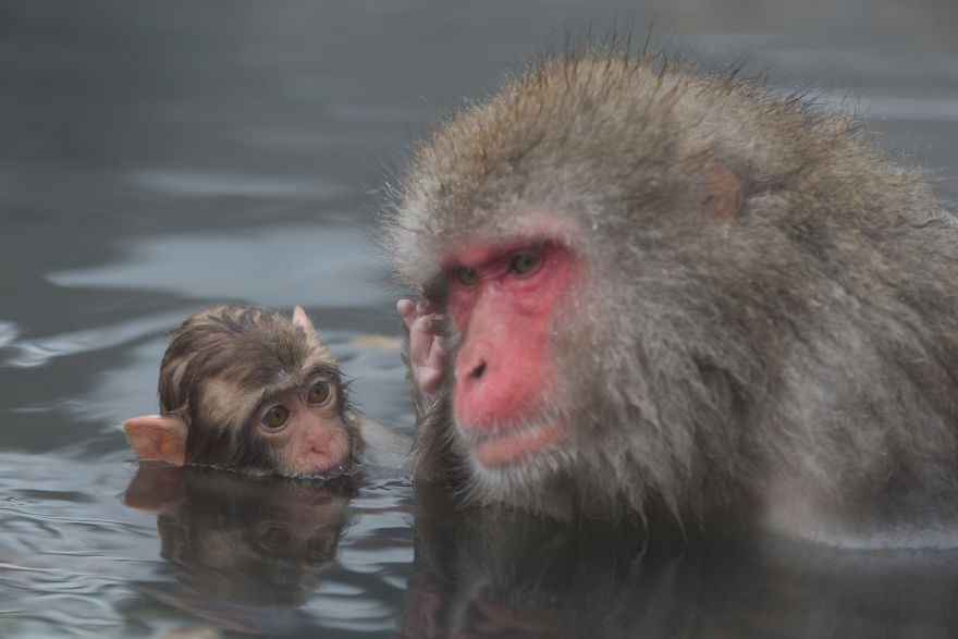 I Photograph The Human Side Of Snow Monkeys