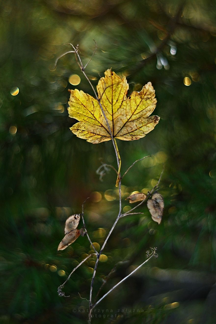 My Impressionist Photos Of Autumn In Poland My Impressionist Photos Of Autumn In Poland