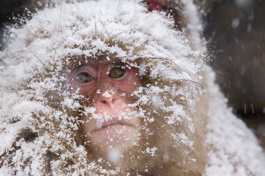 I Photograph The Human Side Of Snow Monkeys