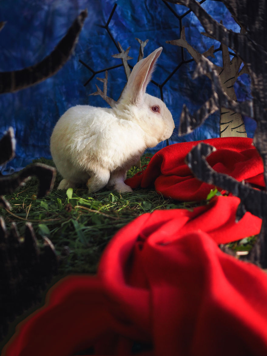 Sabotino In "Little Red Riding Hood"