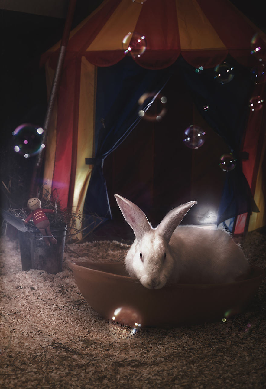 Stella Del Mattino In "Dumbo"