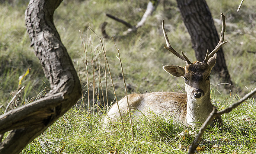 Fallow Deers In The Wild In Holland