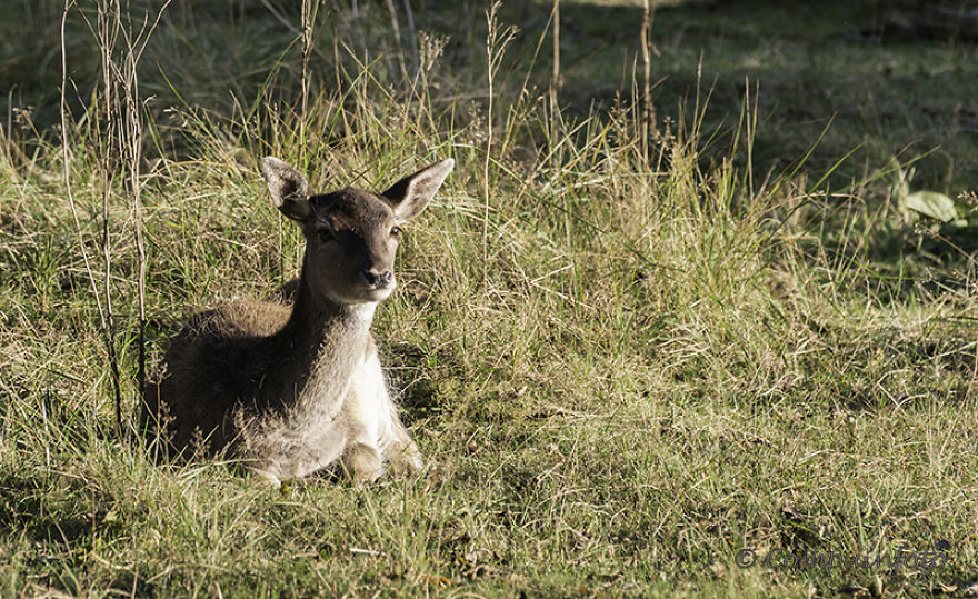 Fallow Deers In The Wild In Holland