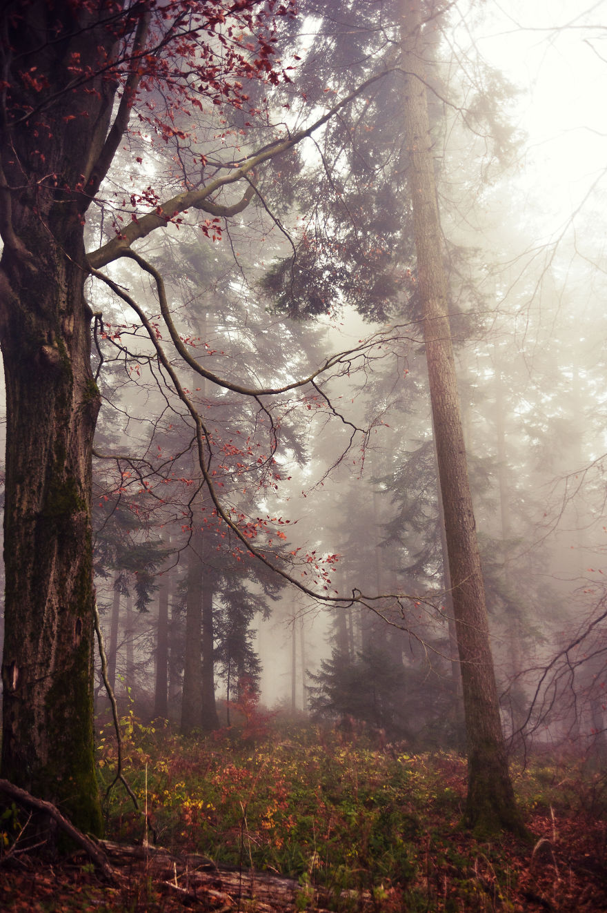 I Am A Catcher Of The Fog I Am A Catcher Of The Fog