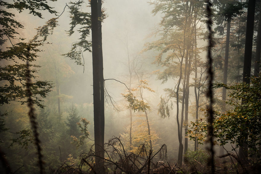 I Am A Catcher Of The Fog