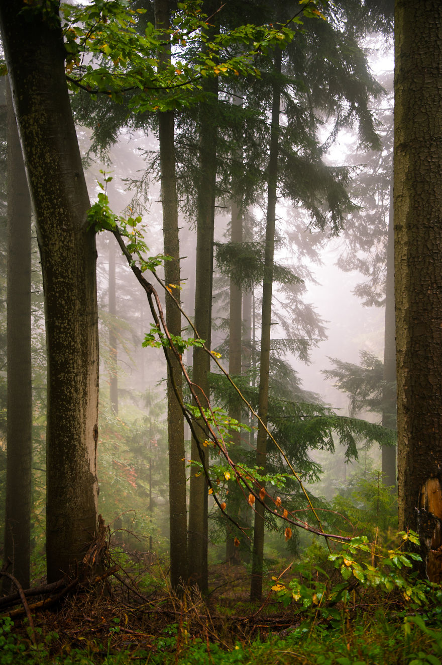 I Am A Catcher Of The Fog