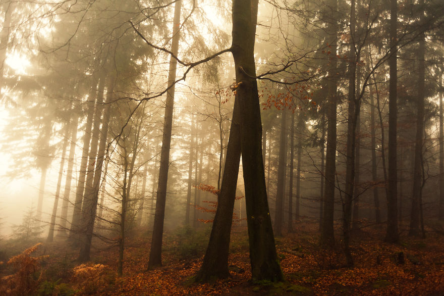 I Am A Catcher Of The Fog I Am A Catcher Of The Fog