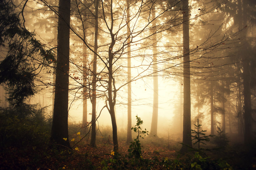 I Am A Catcher Of The Fog