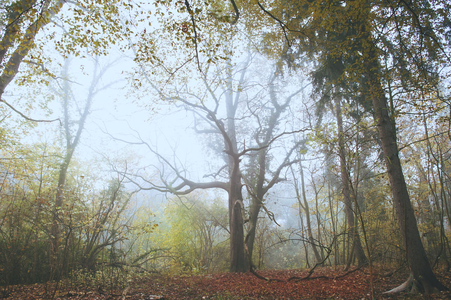 I Am A Catcher Of The Fog I Am A Catcher Of The Fog