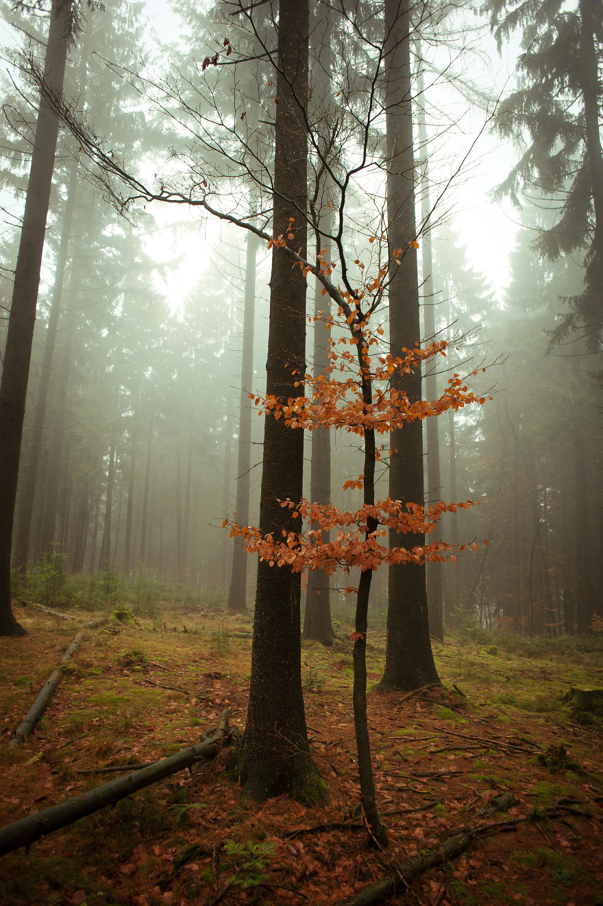 I Am A Catcher Of The Fog