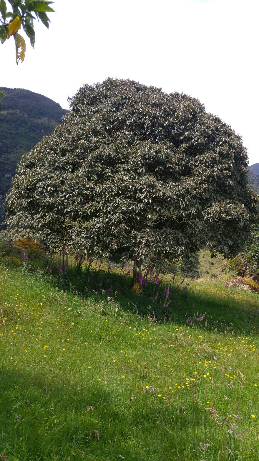 Choach&iacute;: Nuestro Monte Luna