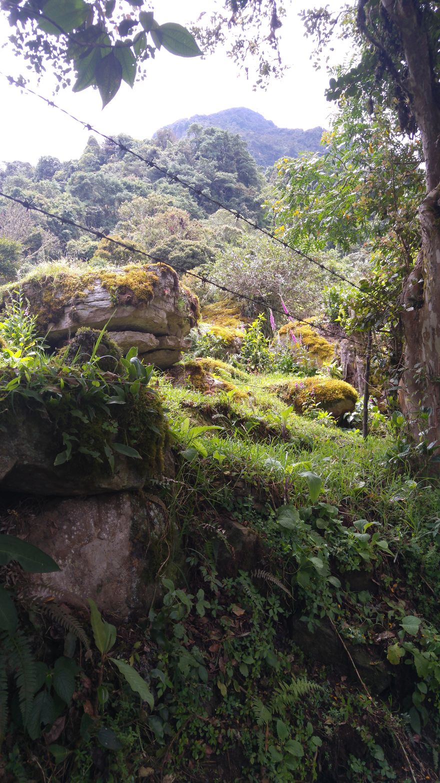 Choach&iacute;: Nuestro Monte Luna