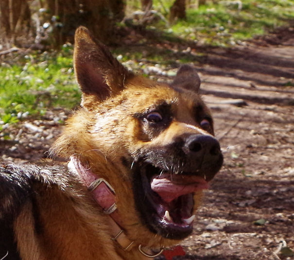 Not The Best Looking German Sheperd