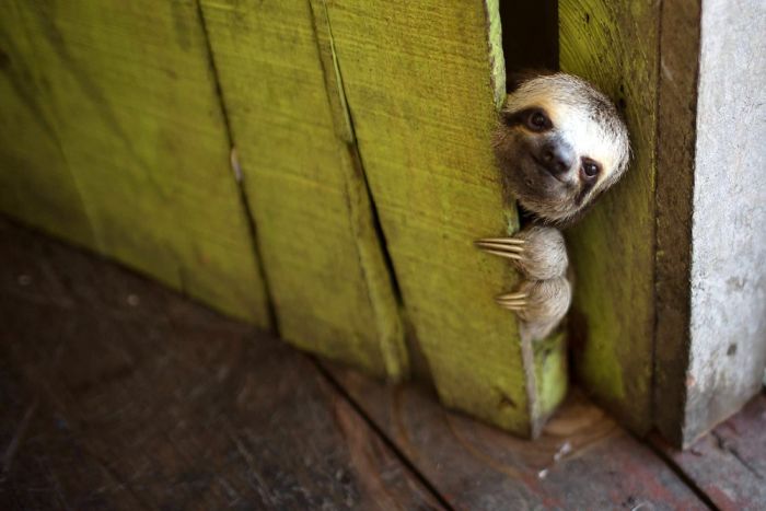 Cute Sloth