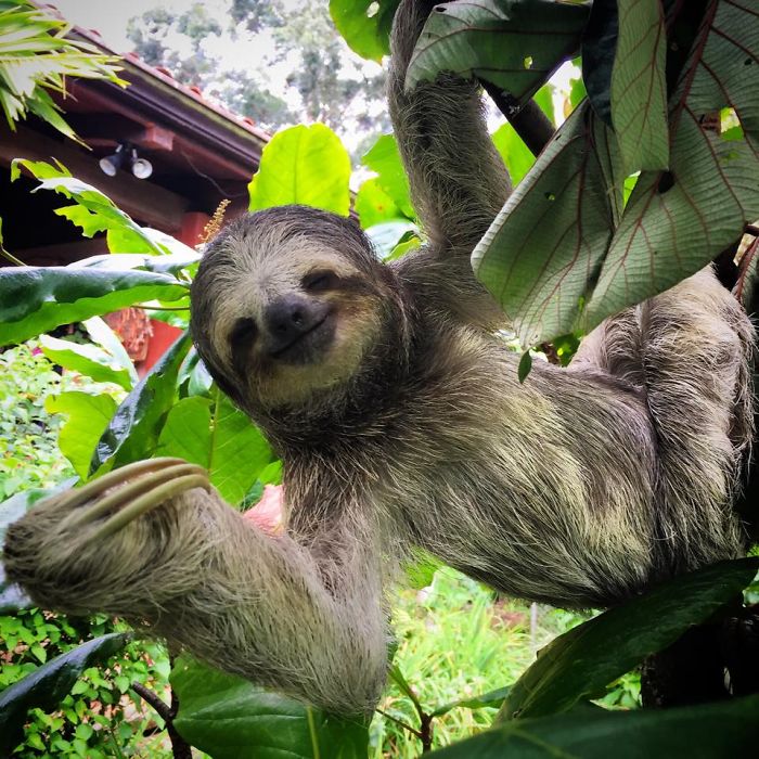 Cute Sloth