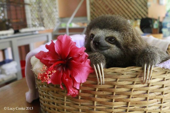 Cute Sloth