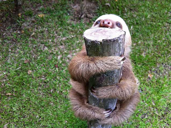 Cute Sloth
