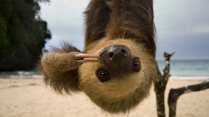 Cute Sloth