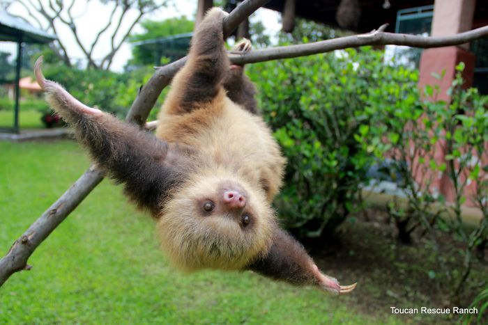 Cute Sloth