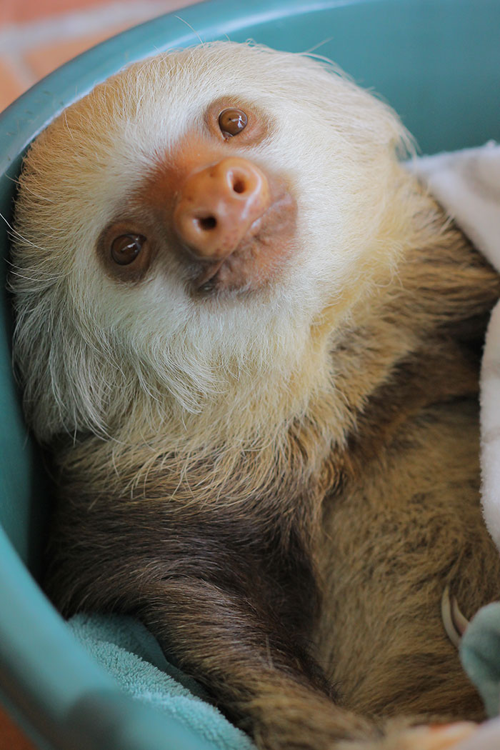 Cute Sloth