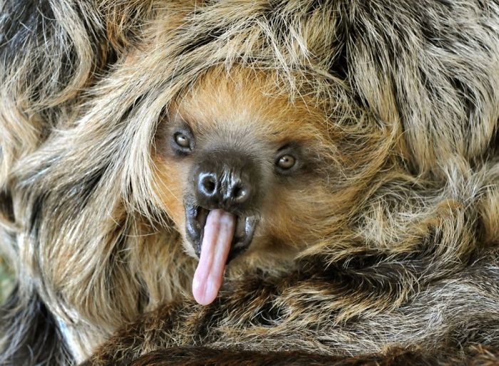Cute Sloth