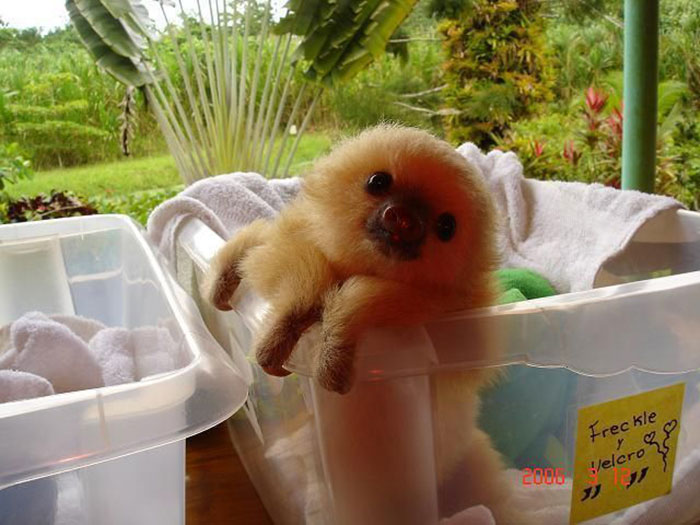 Cute Sloth