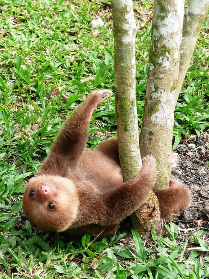 Cute Sloth