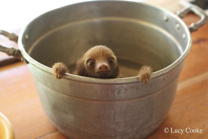 Cute Sloth