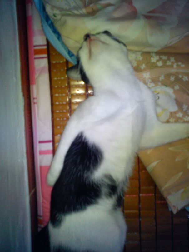 Lily Cat - When She Shy And When She Sexy!