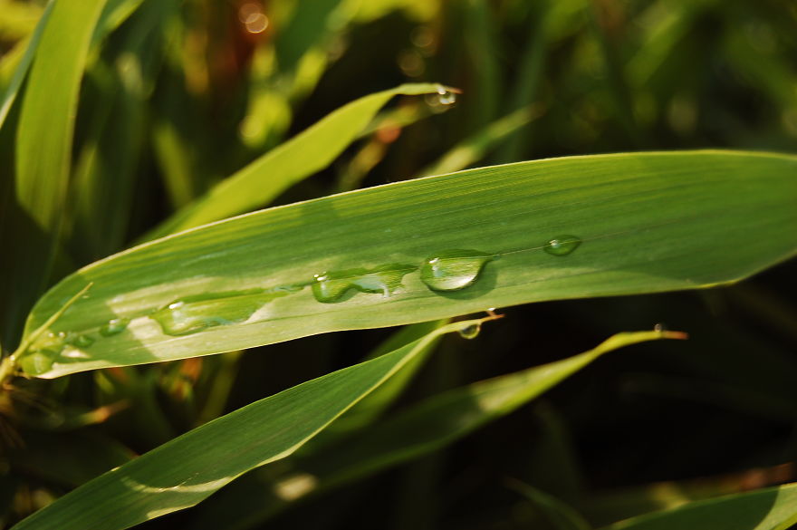 How I Discovered The Art Of Magic Rain